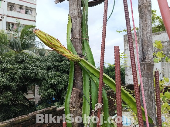 ড্রাগন গাছের কাটিং